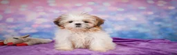 Shih Tzu dogs for sale: Bella - Ad 12