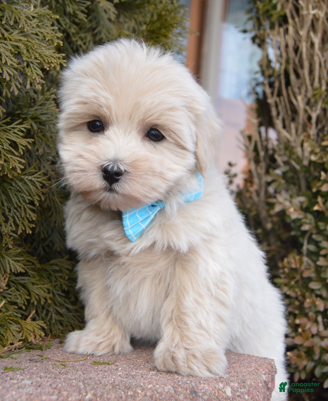 Maltipoo dogs for sale: Max - Ad 13