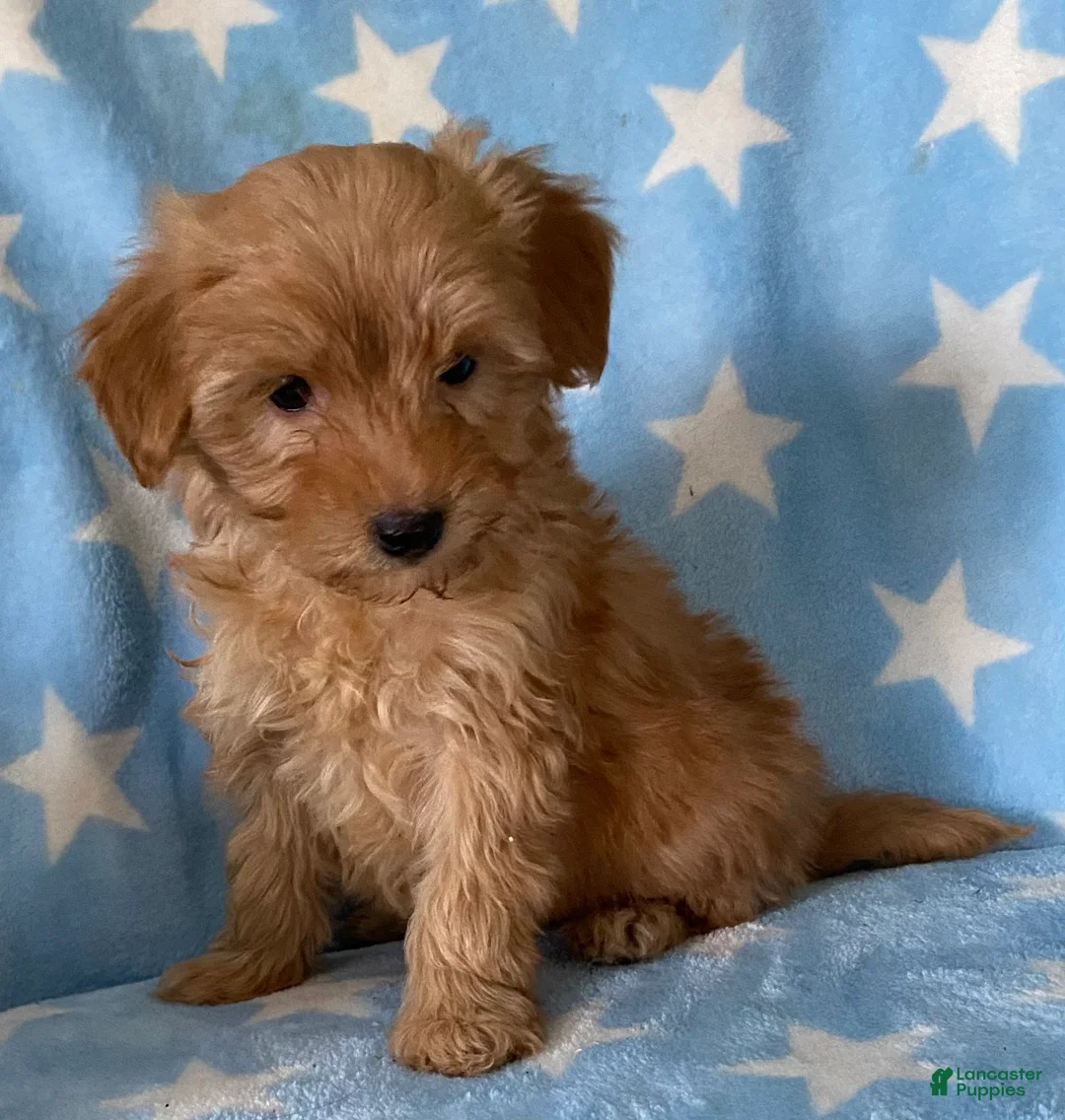 Mini Goldendoodle dogs for sale: Sweetie  - Ad 2