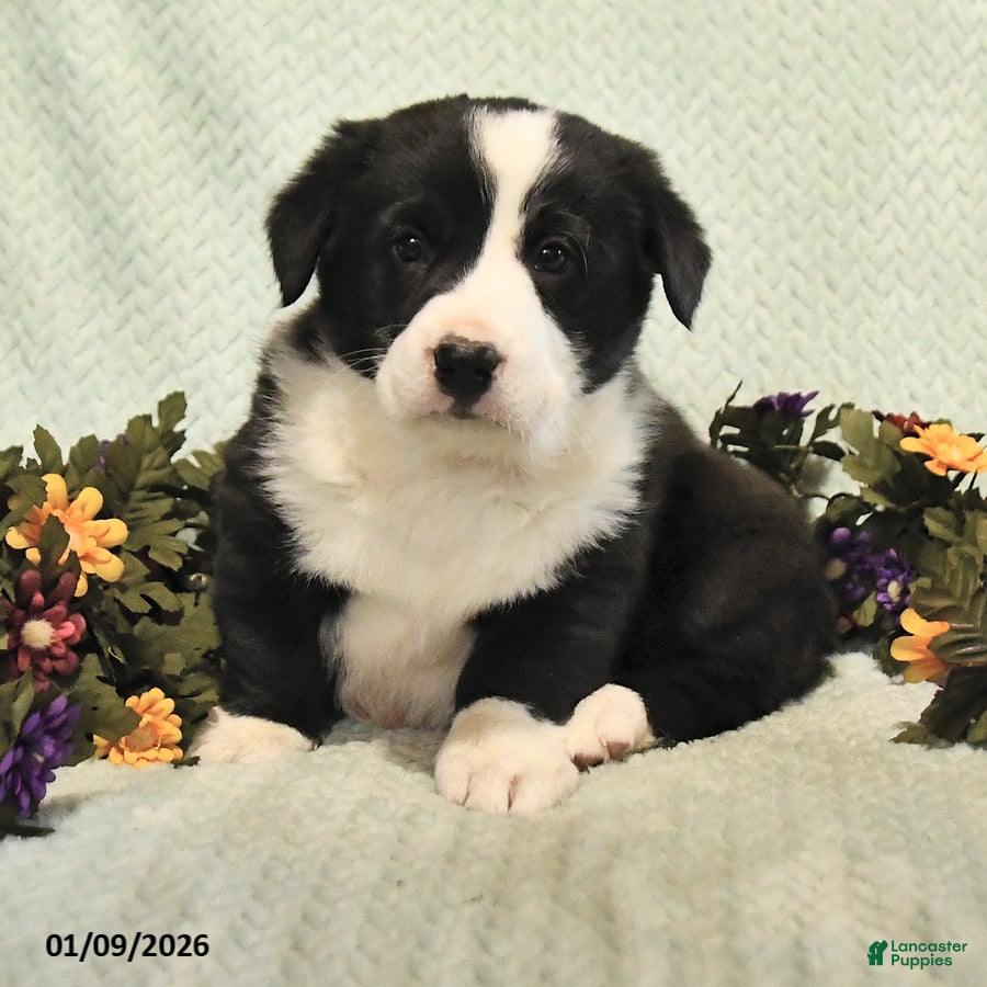 Mixed Breed dogs Jasper - Ad 2