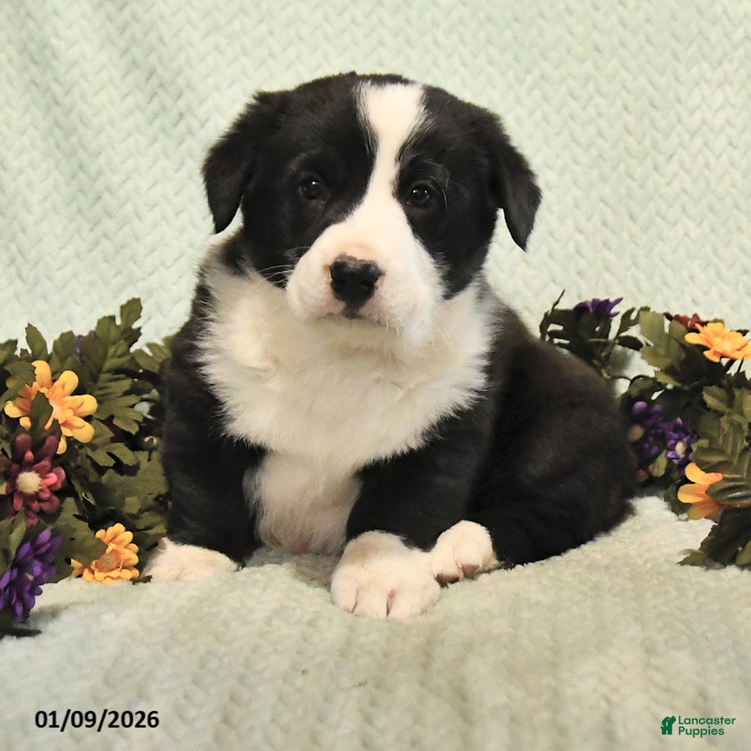 Mixed Breed dogs for sale: Jasper - Ad 2