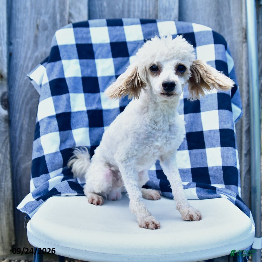 Toy Poodle dogs Sage - Ad 1