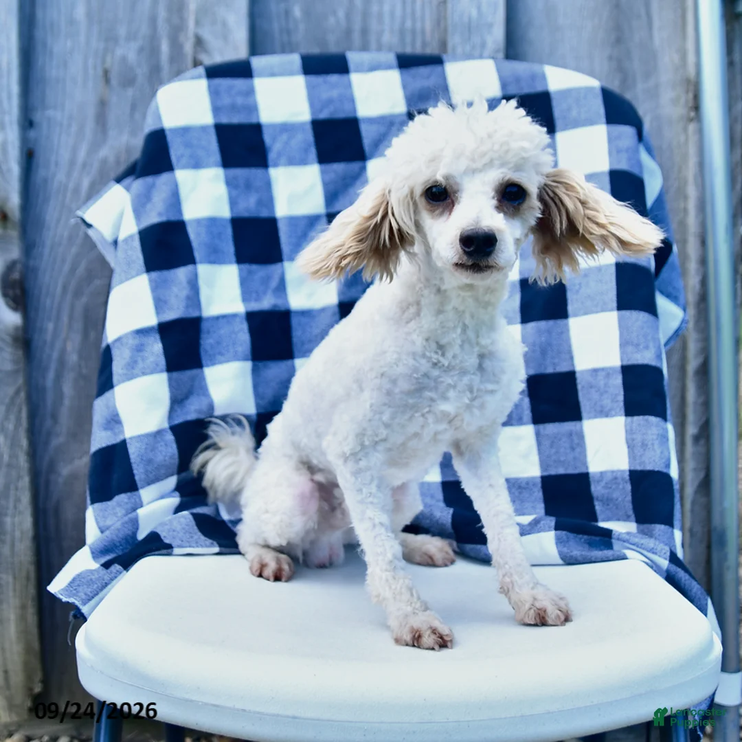 Toy Poodle dogs for sale: Sage - Ad 1