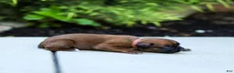 Boxer dogs for sale: Narissa Boxer  - Ad 3