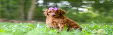 Bonnie