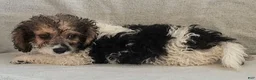 Mixed Breed dogs for sale: Teddy - Ad 5
