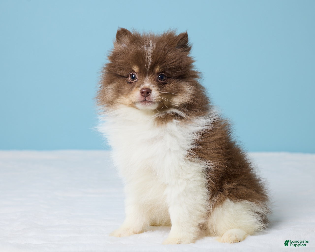 Pomeranian dogs Jerry - Ad 2