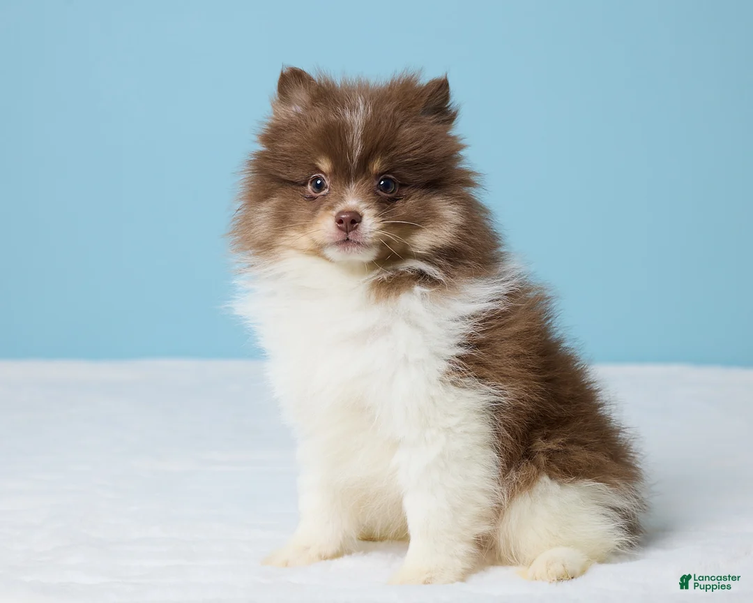 Pomeranian dogs for sale: Jerry - Ad 2