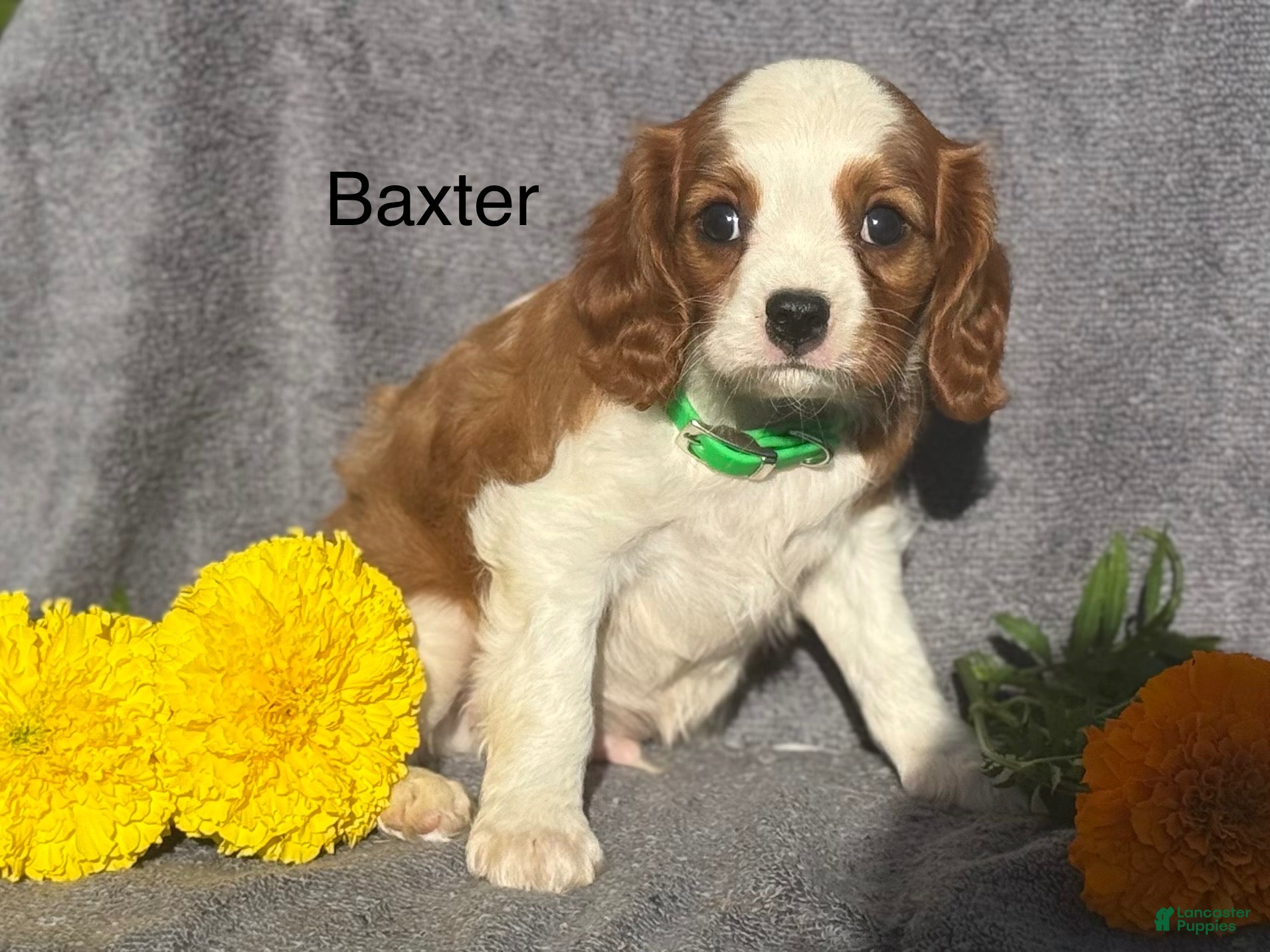Cavalier King Charles Spaniel dogs Baxter - Ad 1