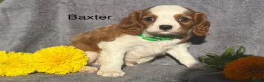 Baxter