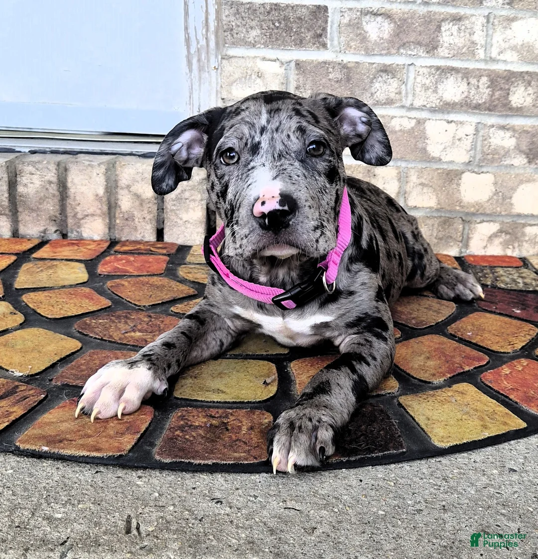 American Bully dogs for sale: "LAUREN HILL" BLUE MERLE TRI - Ad 1