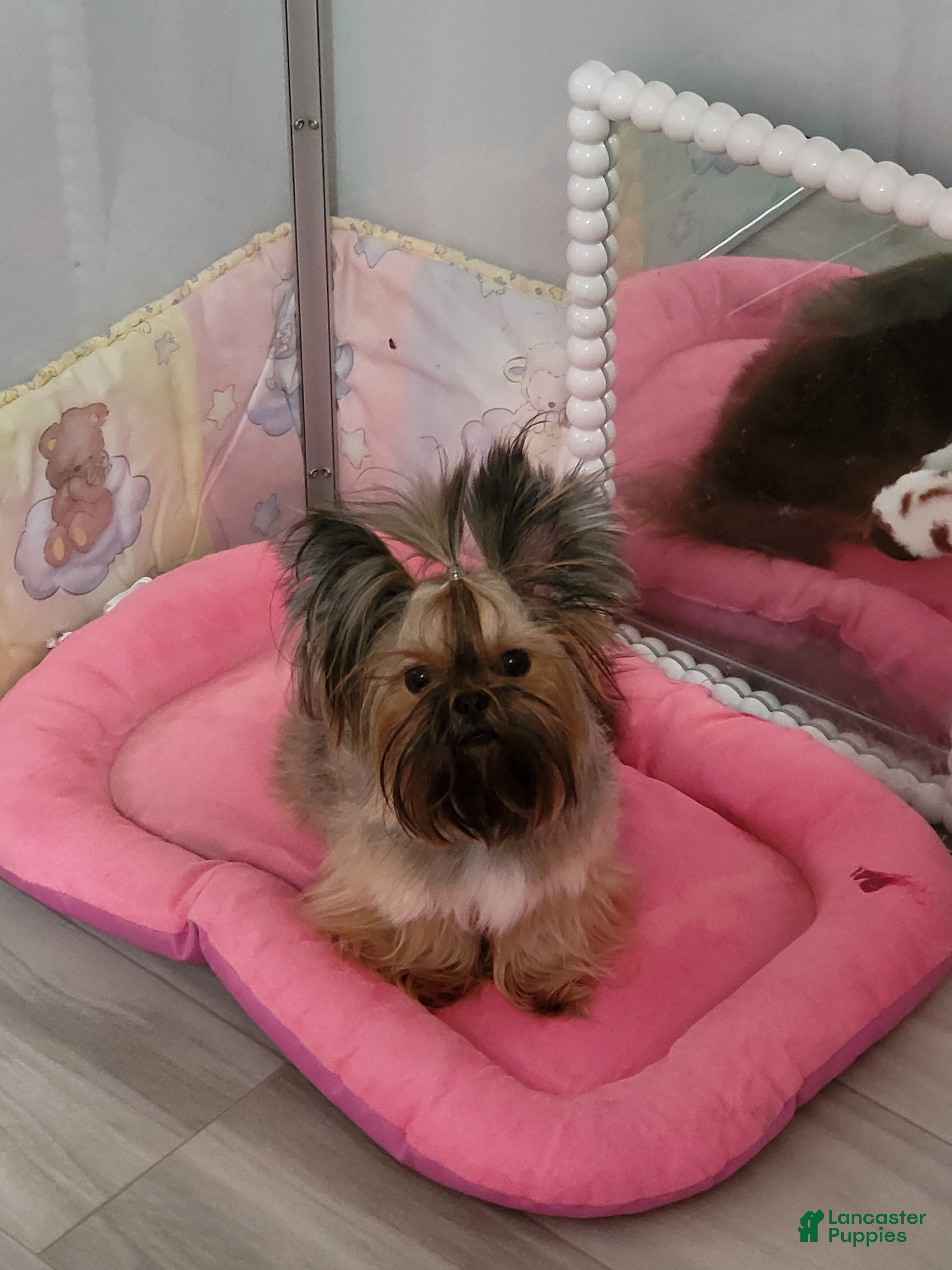 Yorkshire Terrier dogs Yorkshire Terrier Puppy 1 - Ad 2