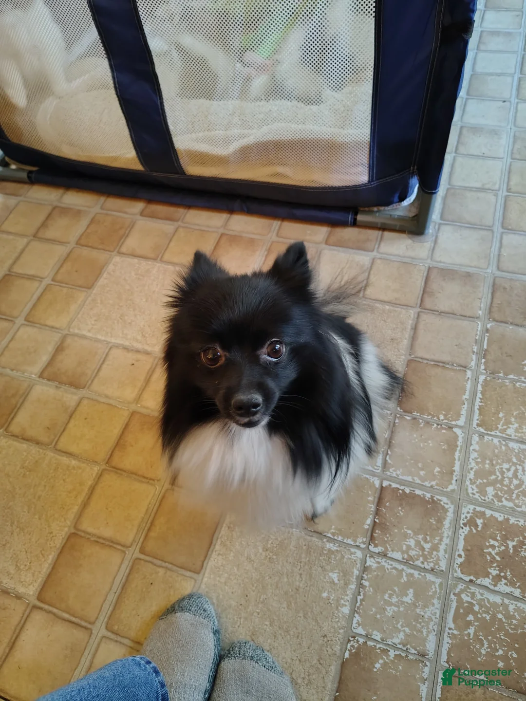 Mixed Breed dogs for sale: Mixed Breed Puppy 4 - Ad 2