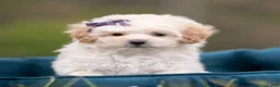 Maltipoo dogs for sale: Sugar - Ad 3