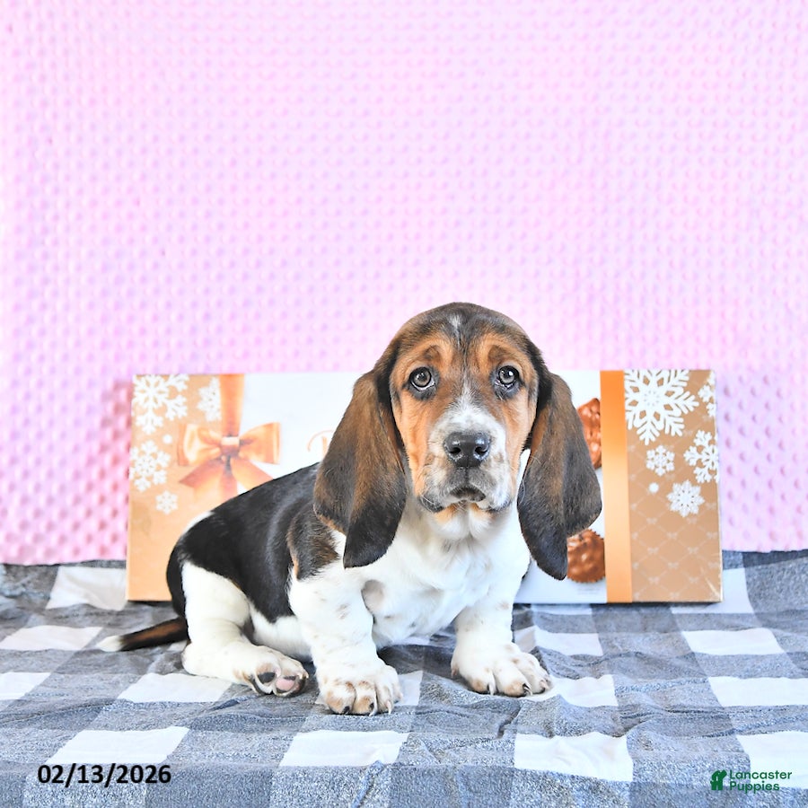 Basset Hound dogs Jacqueline - Ad 2