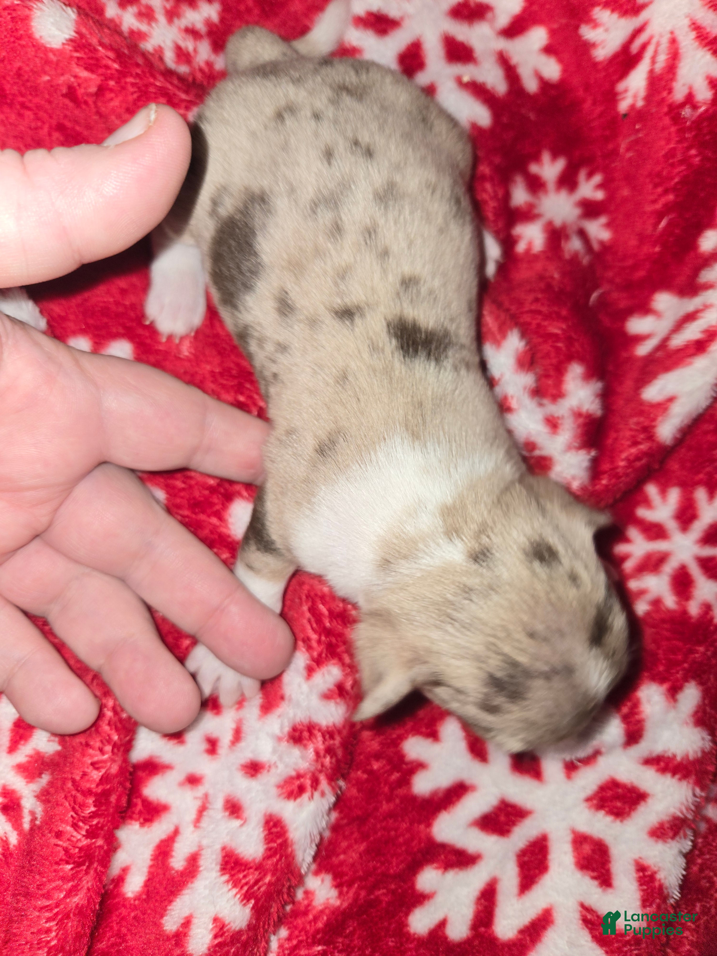 Chihuahua dogs Merle Boy - Ad 2