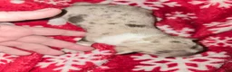 Chihuahua dogs for sale: Merle Boy - Ad 2