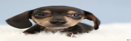 Miniature Dachshund dogs for sale: Jett ⚽️ - Ad 7