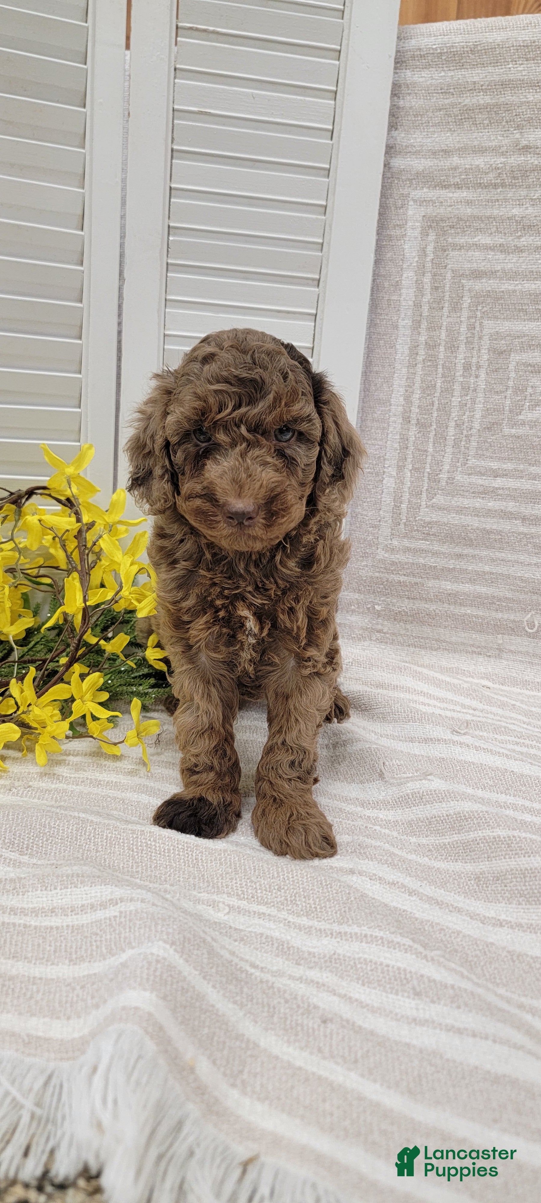 Cockapoo dogs Rambo - Ad 1
