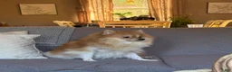 Pomeranian dogs for sale: Violet  - Ad 10