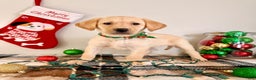 Labrador Retriever dogs for sale: Leah - Ad 2