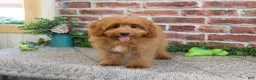 Cavapoo dogs for sale: Carson - Ad 3