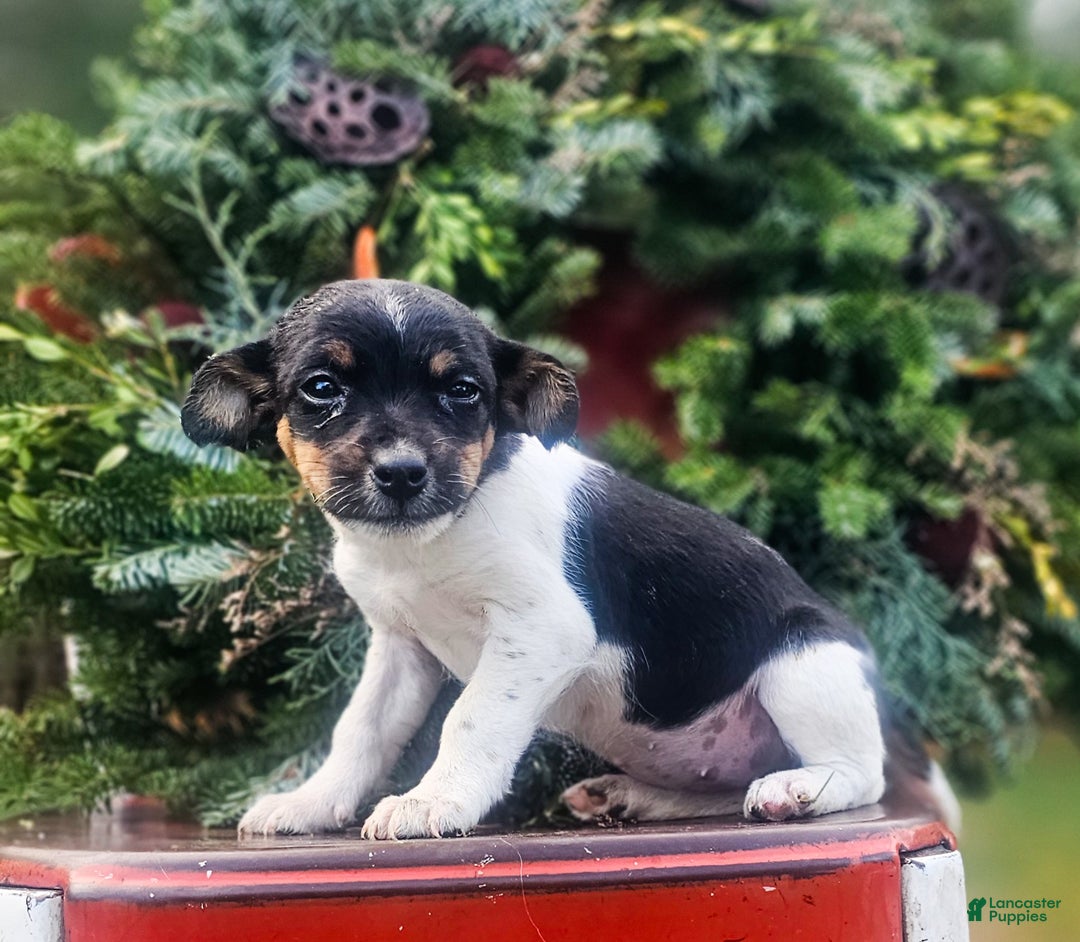 Jackapoo dogs for sale: Juniper - Ad 1