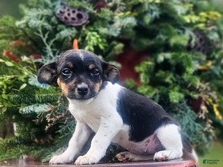 Jackapoo dogs Juniper - Ad 3