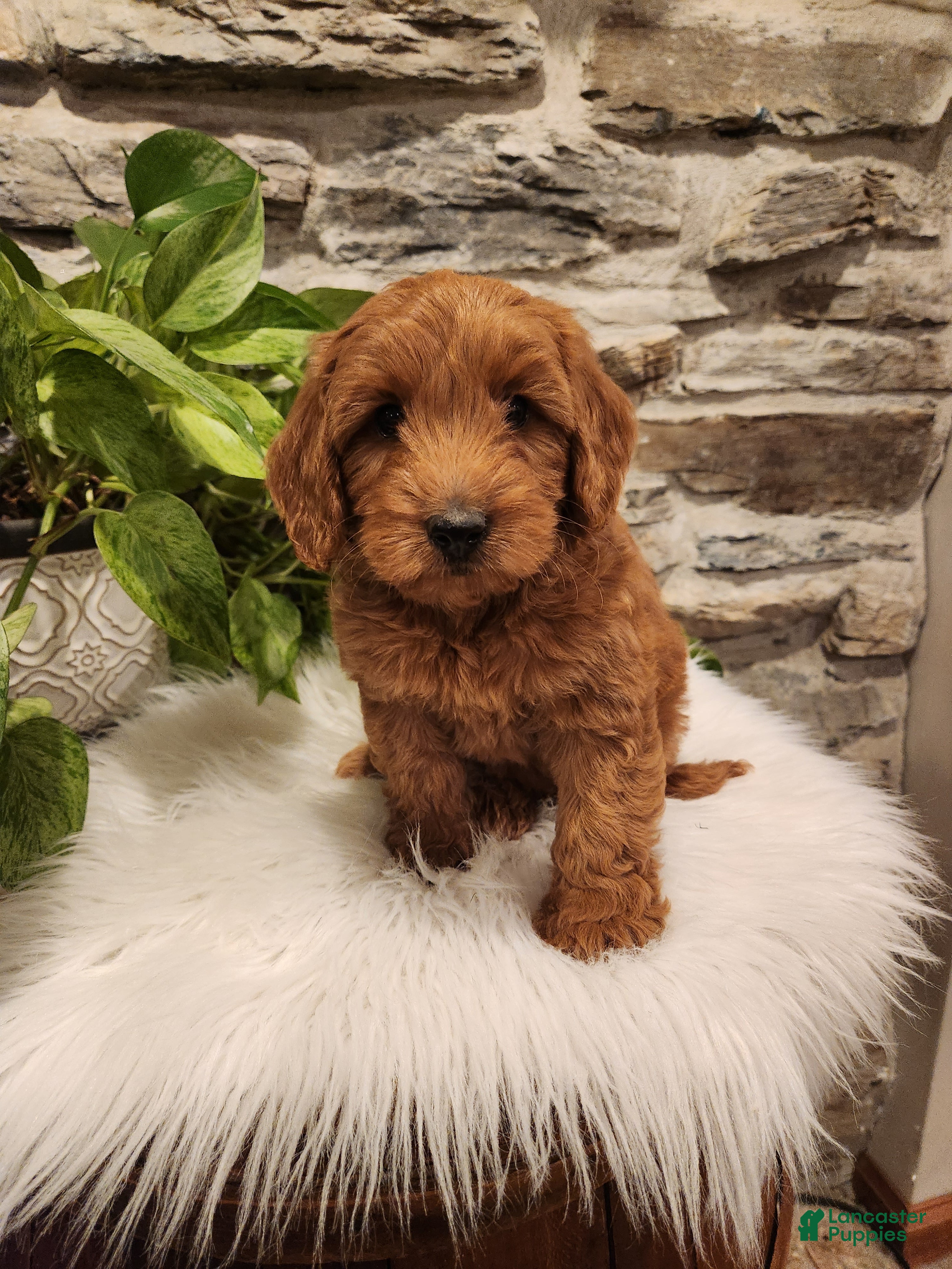Mini Goldendoodle dogs for sale: BELLA - Mini Goldendoodle Fluffy Puppy 7 - Ad 2