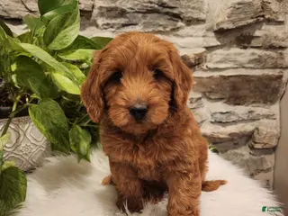 Mini Goldendoodle dogs for sale: BELLA - Mini Goldendoodle Fluffy Puppy 7 - Ad 2
