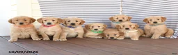 Golden Retriever dogs for sale: Billy - Ad 5