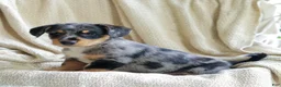 Mixed Breed dogs for sale: Orlando - Ad 4