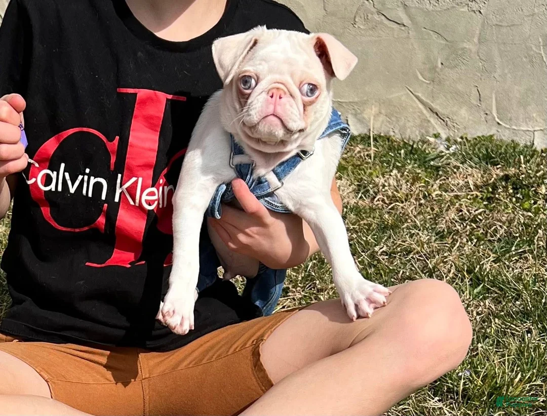 Pug dogs for sale: Pug Puppy 1 - Ad 5