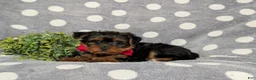 Yorkiepoo dogs for sale: Carlton 6 lbs Full Grown - Ad 5