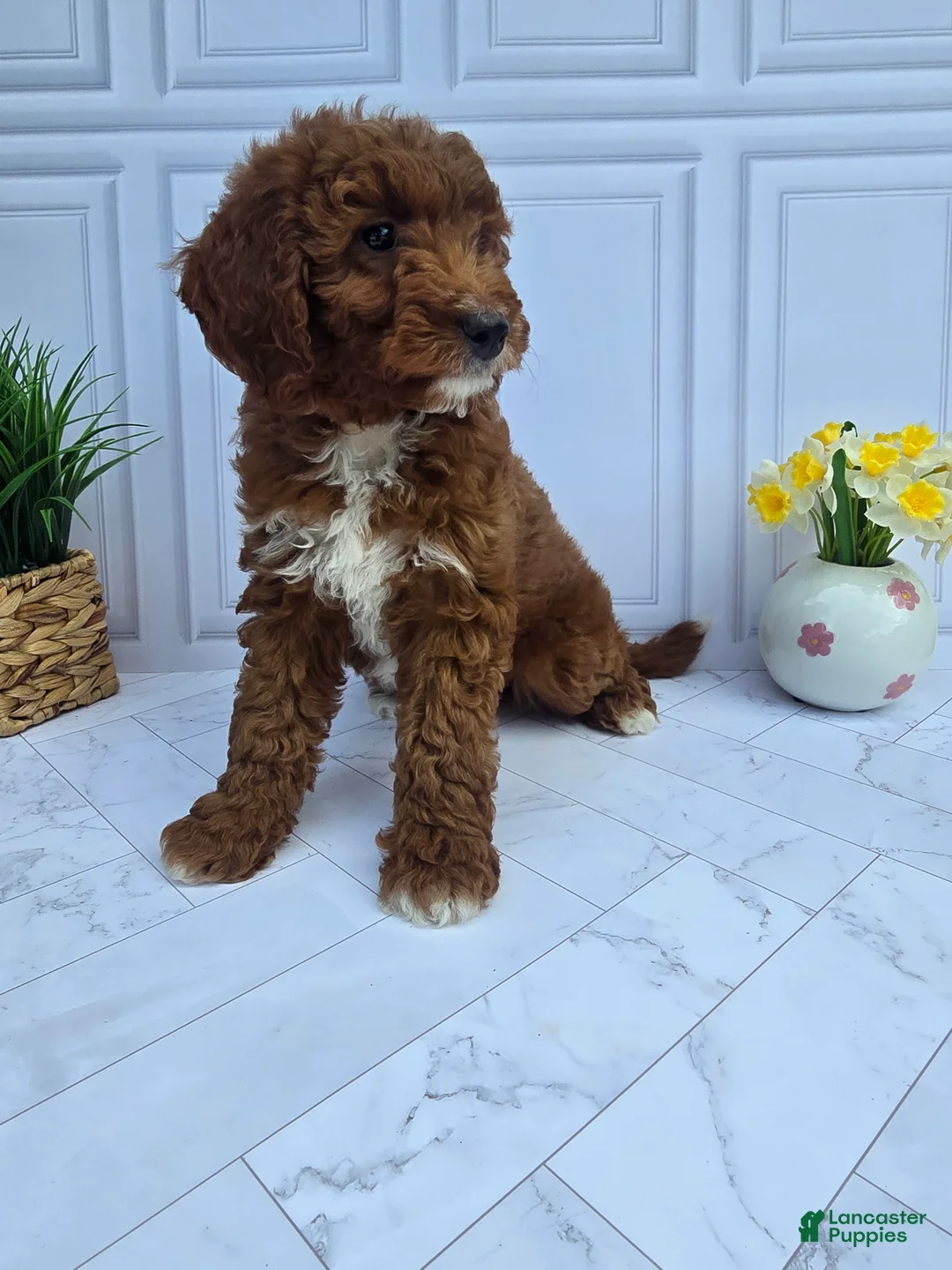 Mini Goldendoodle dogs for sale: Mini Goldendoodle 5 - Ad 1