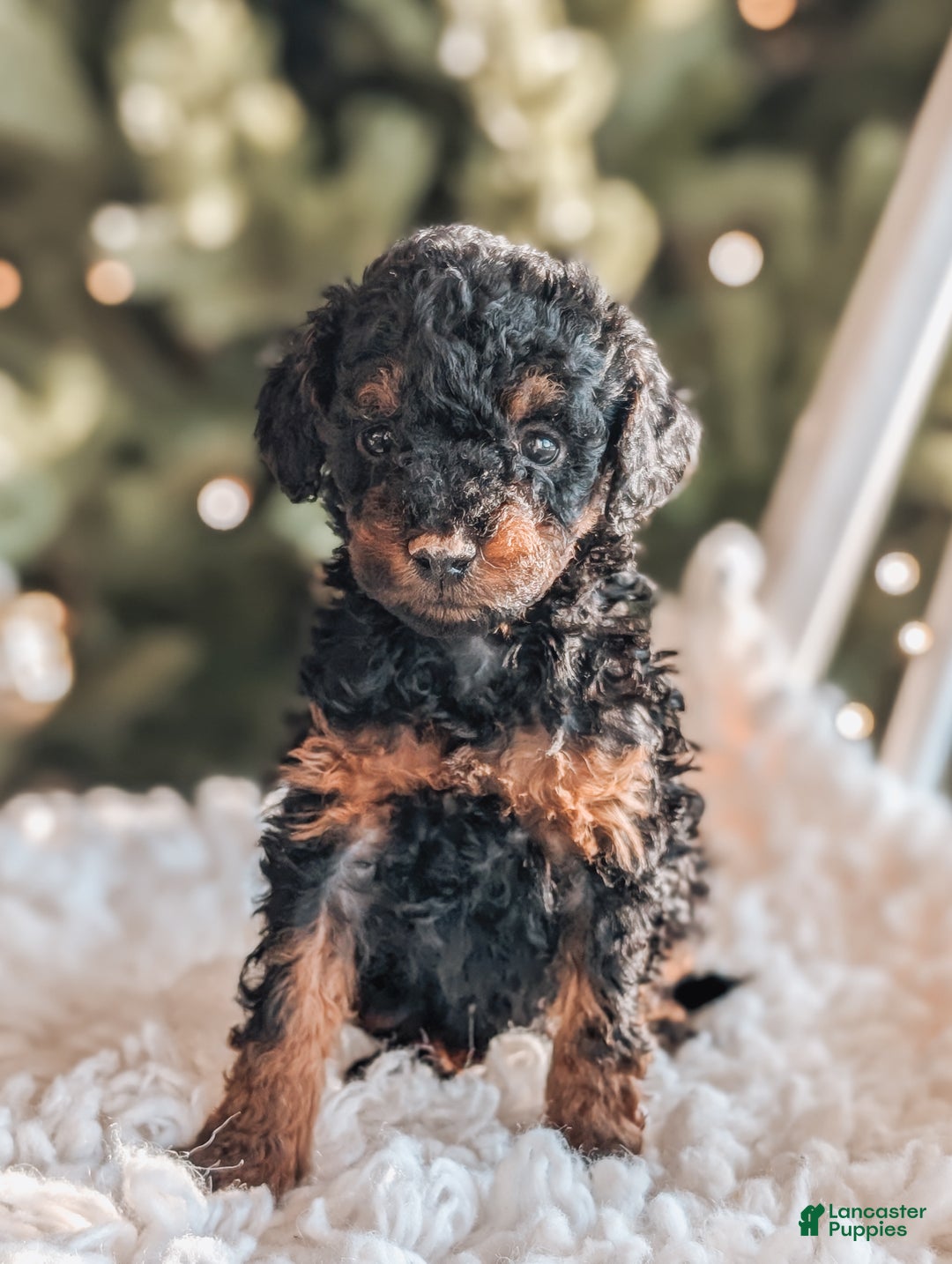 Toy Poodle dogs for sale: Buddy - Ad 1