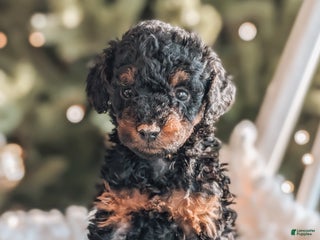 Toy Poodle dogs Buddy - Ad 26