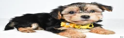 Morkie dogs for sale: Violet - Ad 10