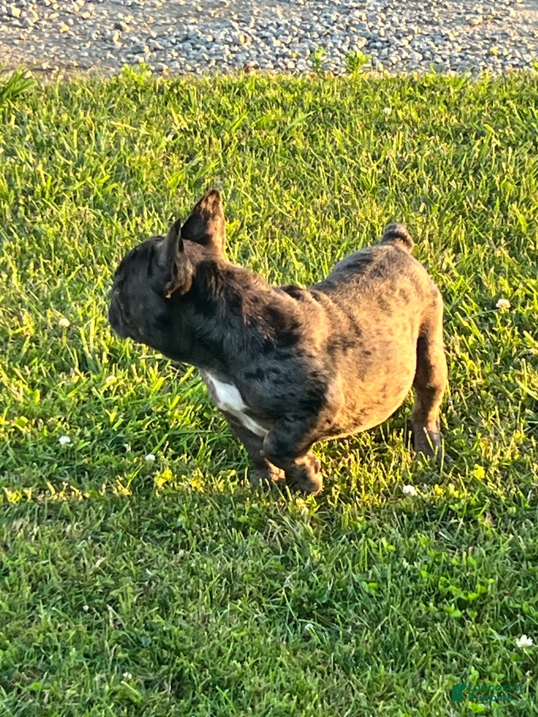 French Bulldog dogs for sale:  Figgy - Ad 13