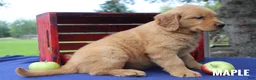 Golden Retriever dogs for sale: Maple - Ad 2