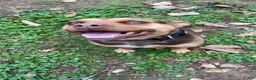 Mixed Breed dogs for sale: Mixed Breed 1 - Ad 7