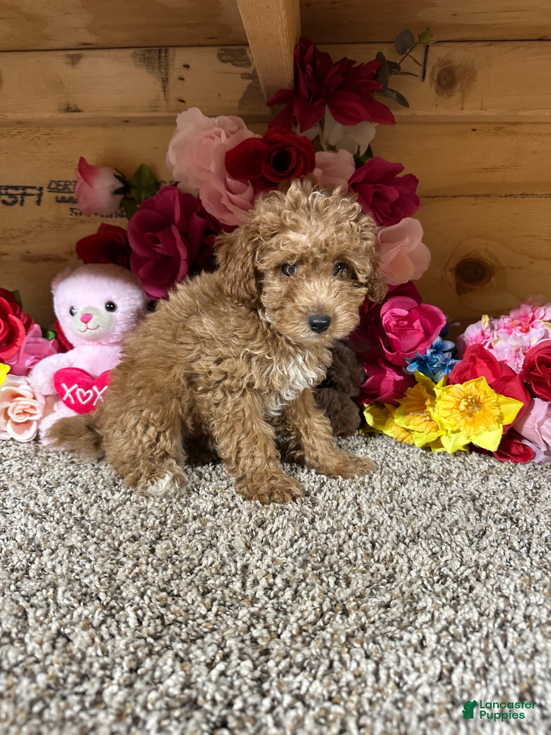 Toy Poodle dogs for sale: Toy Poodle 3 - Ad 2