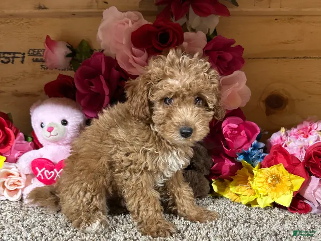 Toy Poodle dogs Toy Poodle 3 - Ad 2
