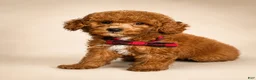 Mini Goldendoodle dogs for sale: S'More - Deep Red S’more – Petite Mini Goldendoodle – Gorgeous Coloring - Ad 7