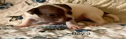 Chiweenie dogs for sale: Chiweenie 3 - Ad 9