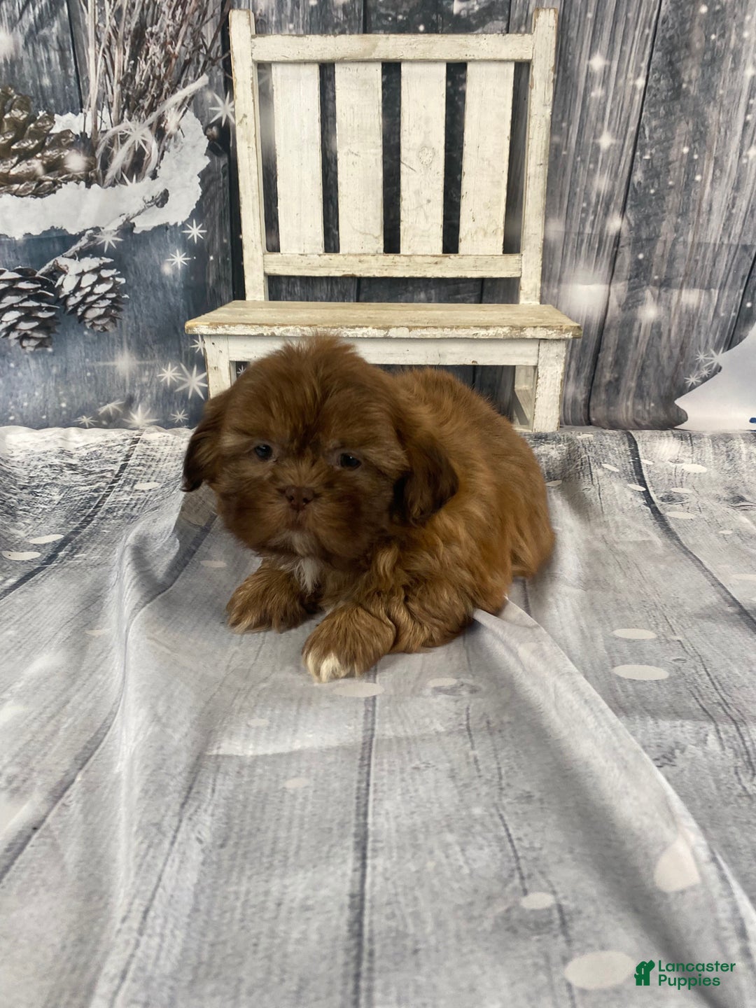 Shih Tzu dogs for sale: Pippin - Ad 11