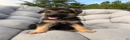 German Shepherd dogs for sale: Maverick - Ad 4