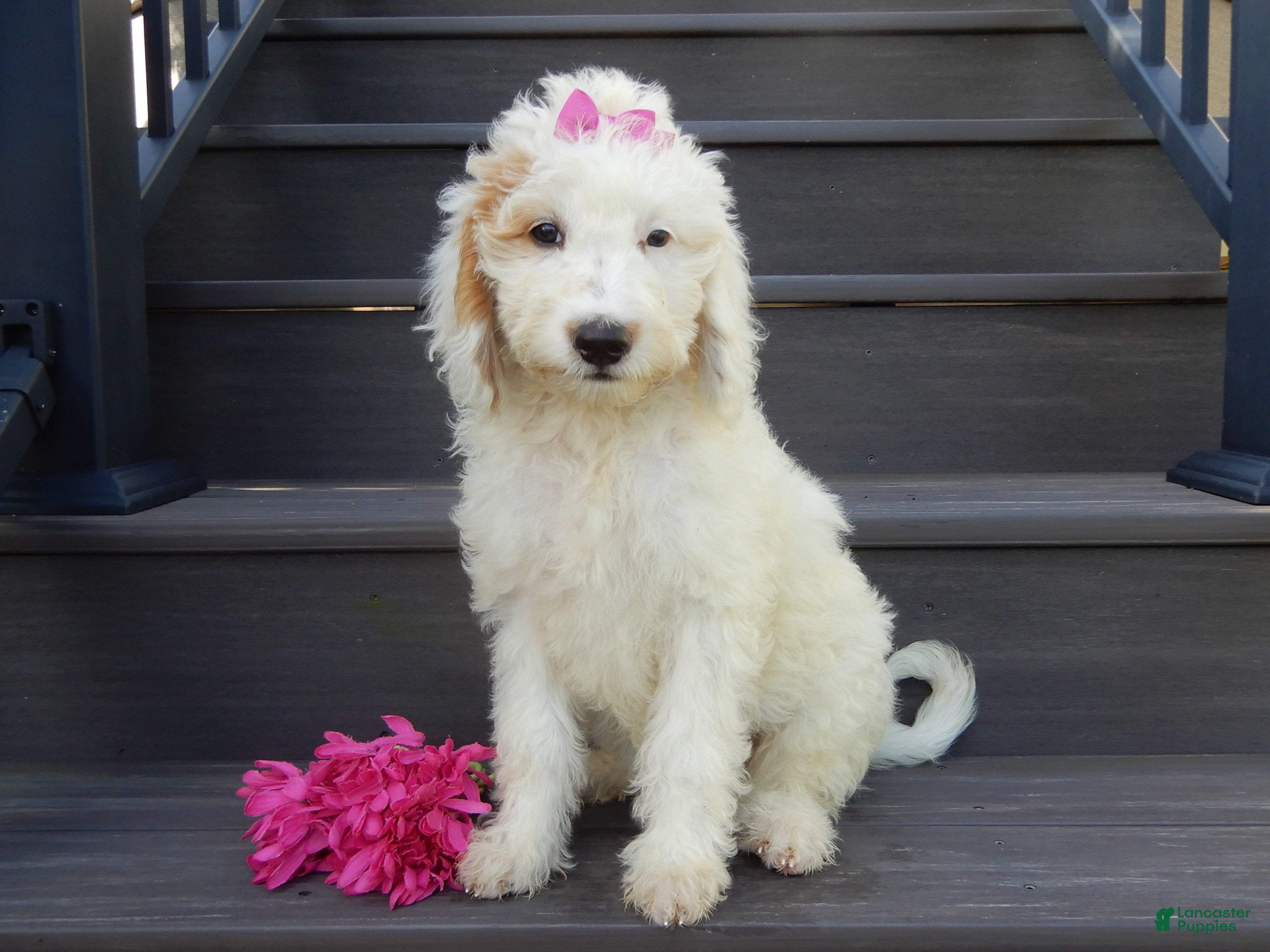 Mini Goldendoodle dogs Daisy (medium) - Ad 2