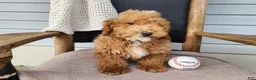Mini Bernedoodle dogs for sale: Spencer - Ad 16