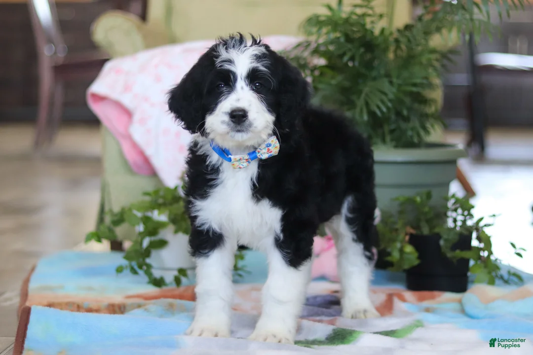 Bernedoodle dogs for sale: Hunter - Ad 4